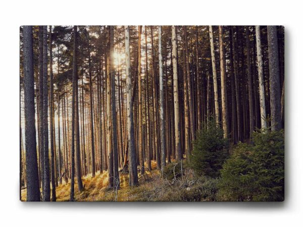 Harz-Hohneklippen
